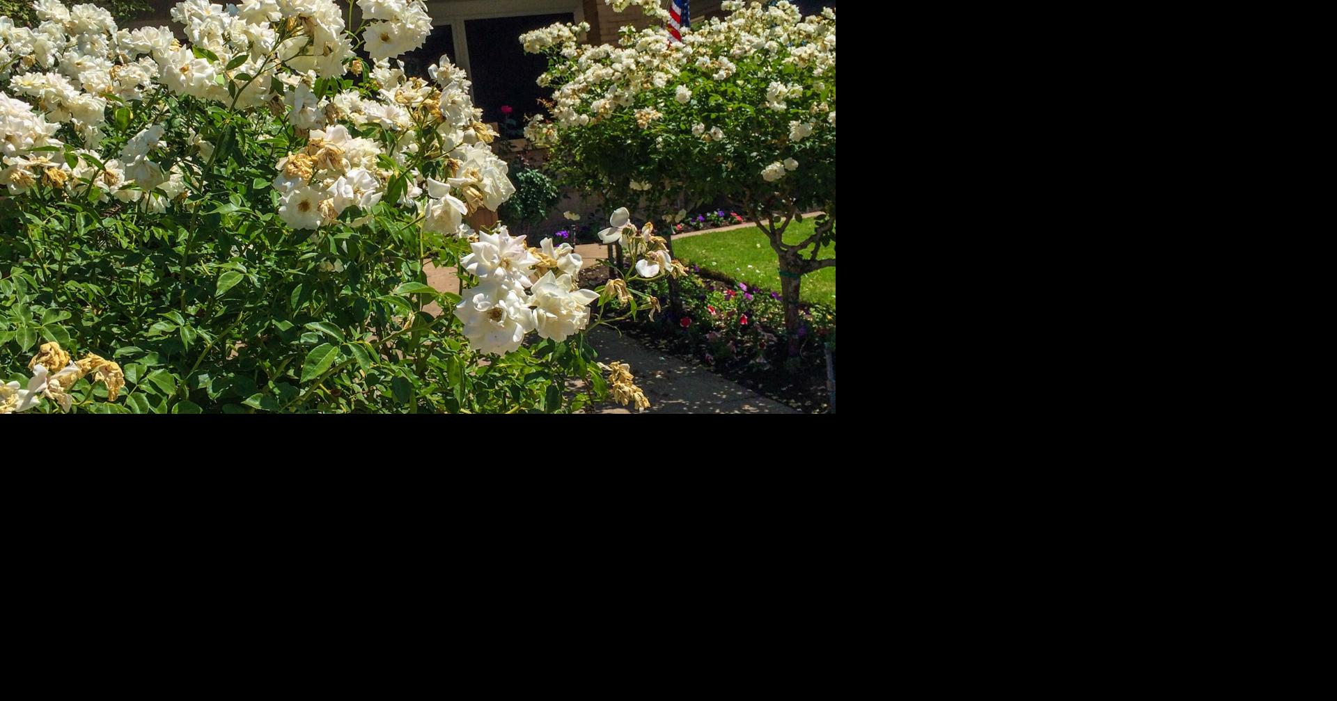 Give perennials, roses, bulbs the attention they deserve