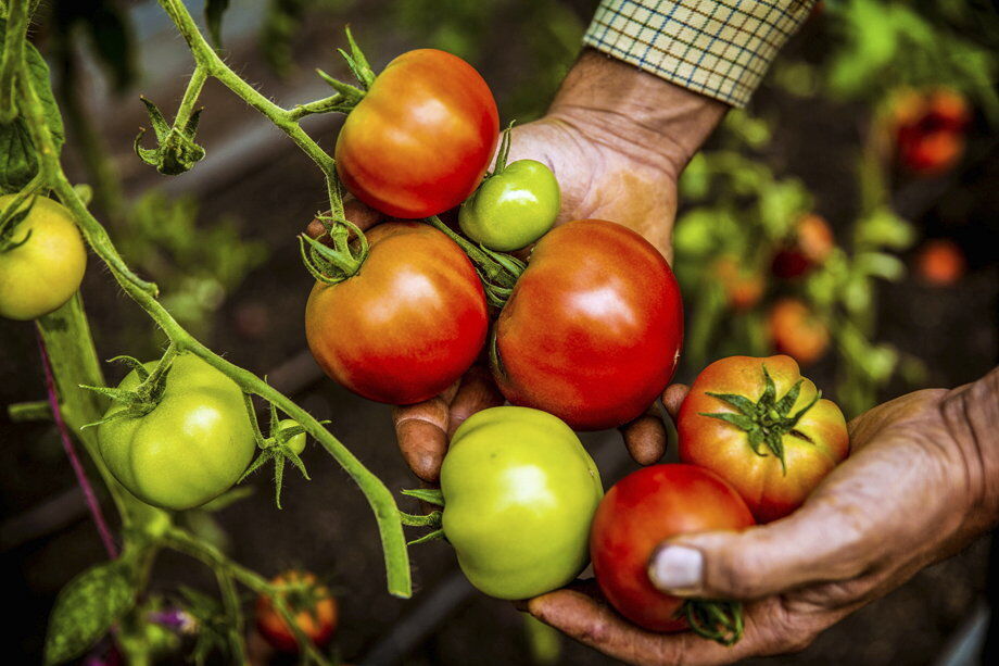 Tomato plants
