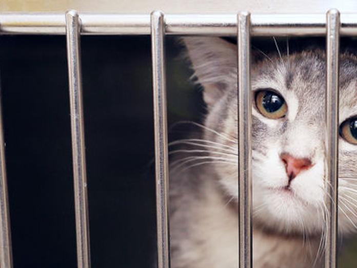 Humane Society Implementing New Policy Local News