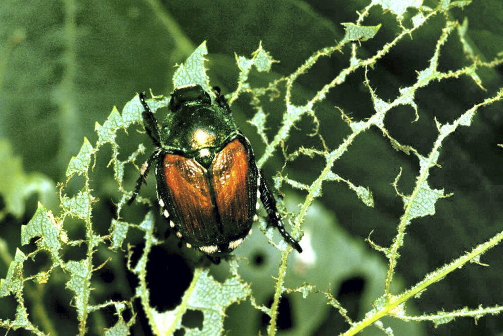 Japanese beetles in yards and gardens