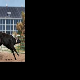 In team roping, rider is counting on partner