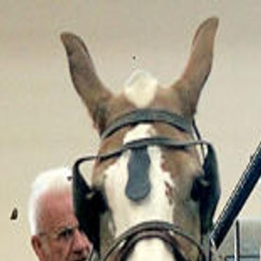 Draft Horses Are The Stars Of State Fair Shows Local News - 