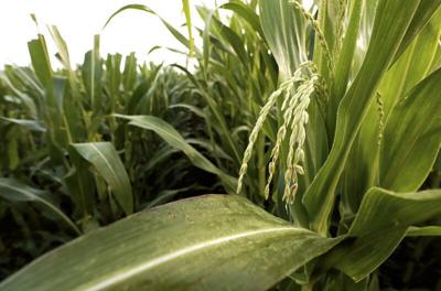 080418_Detasseling009_bjs