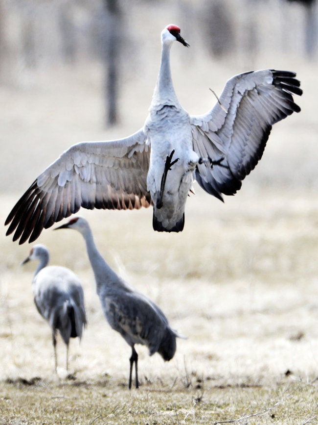 Tell me a story ... all about Nebraska’s sandhill cranes | Lifestyles ...