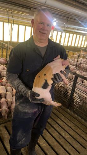 waltinbarnwpig.jpg