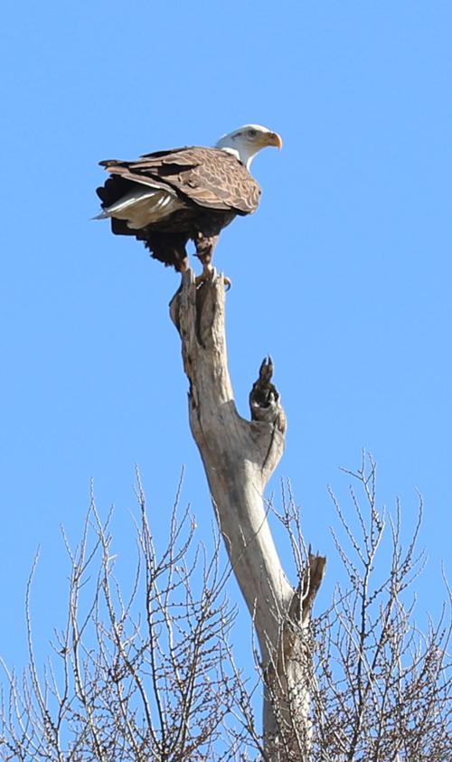 040121_BaldEagle