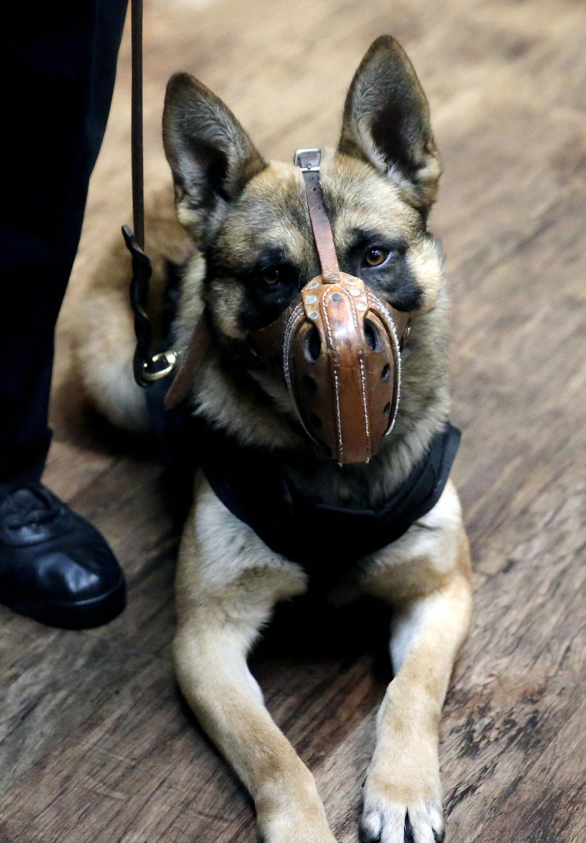 Dog Of The World Joins Grand Island Police Department
