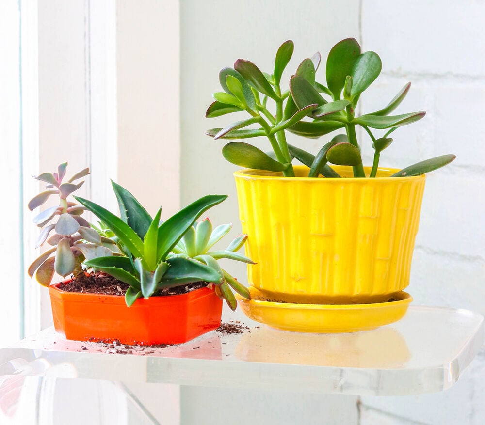 Surprising reasons to decorate your home with houseplants | Advice