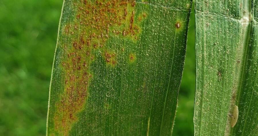 Monitor southern rust in the coming weeks