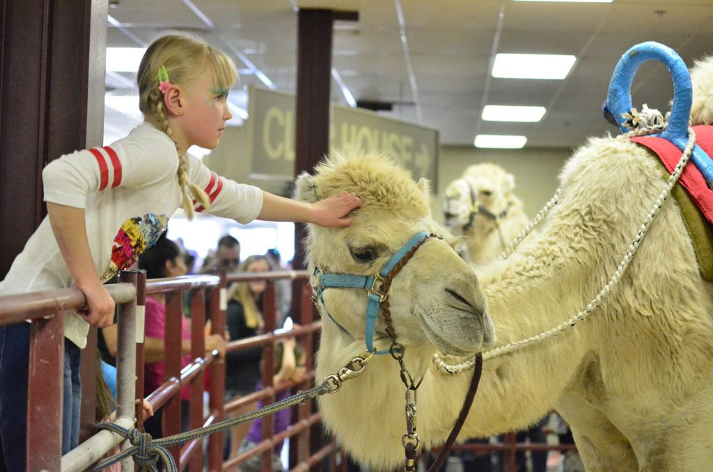 Massive Crowd Fills Fonner Park To See Camels And Ostriches Race Grand Island Local News Theindependent Com