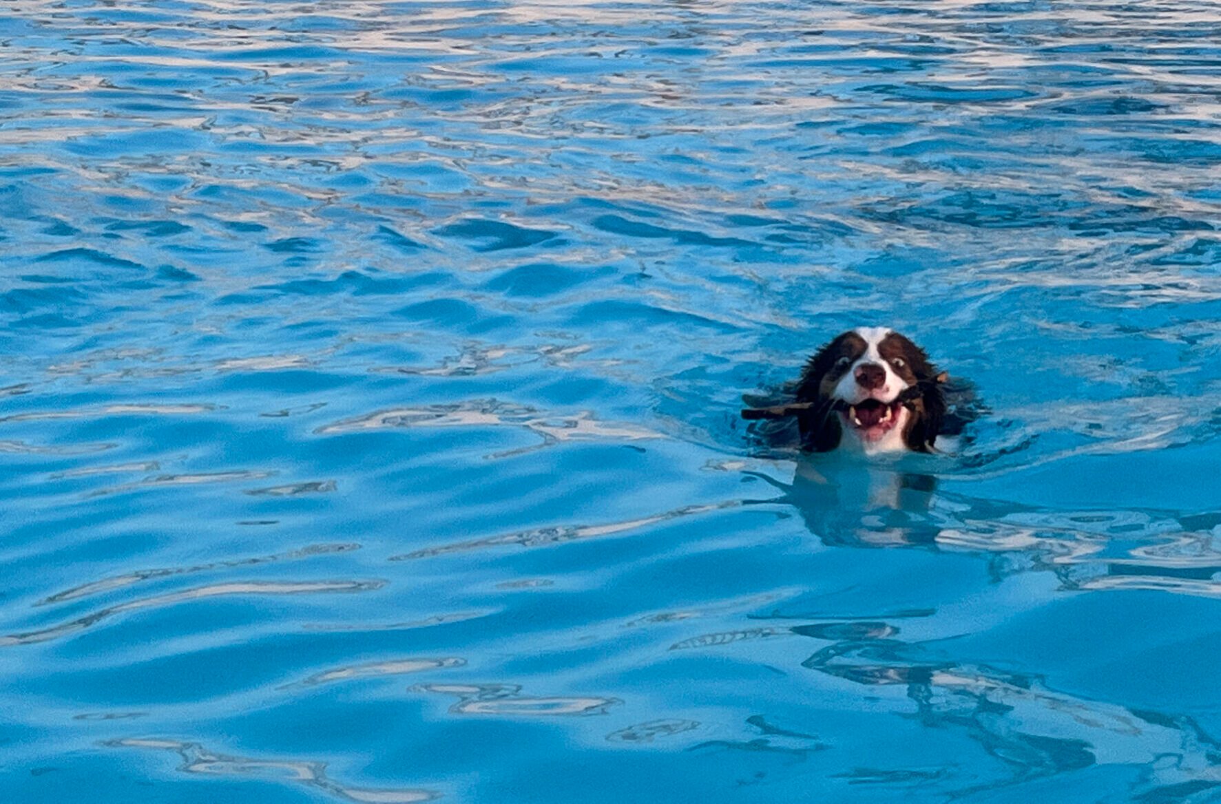 PHOTOS: Drool in the Pool a hit in Grand Island