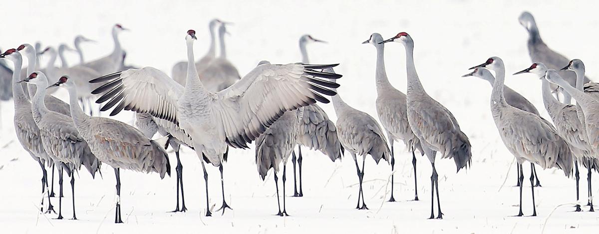 Crane Trust Hoping For Better Weather Than Last Year As
