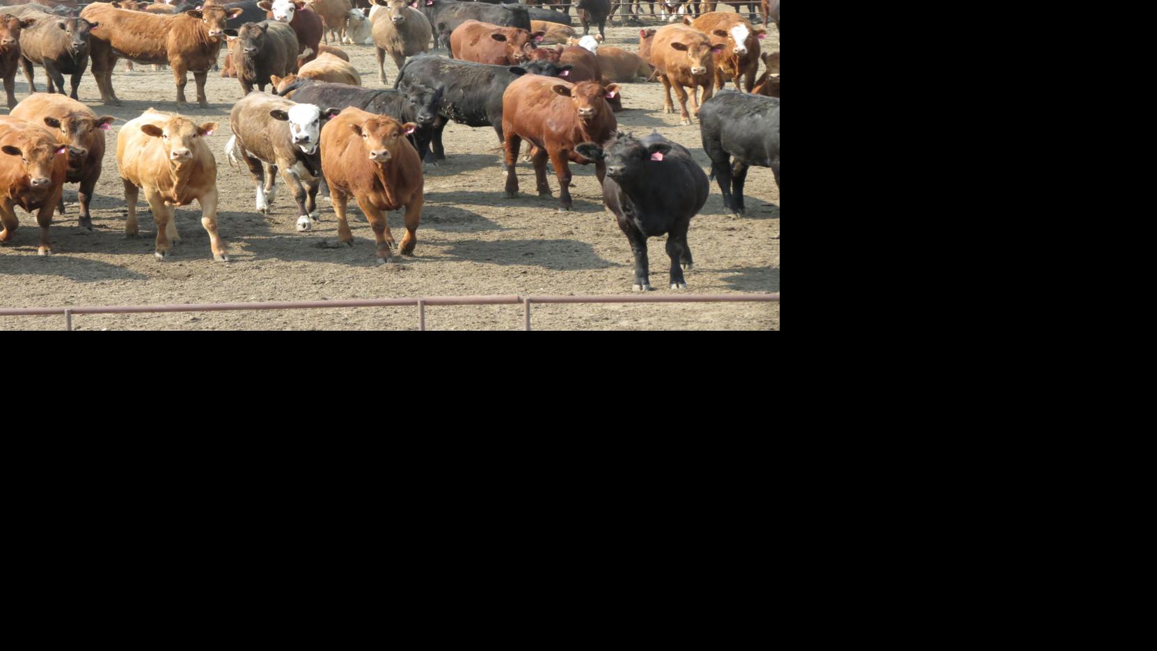 Nebraska's feedlot inventory down 4 percent from 2019 Agriculture