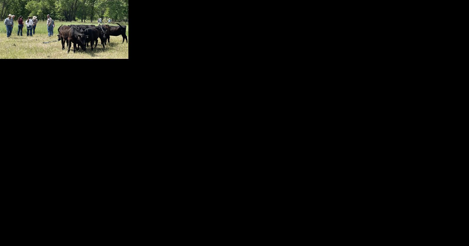 Nebraska Range Short Course, grazing school team up in 2024 - Vimarsana News