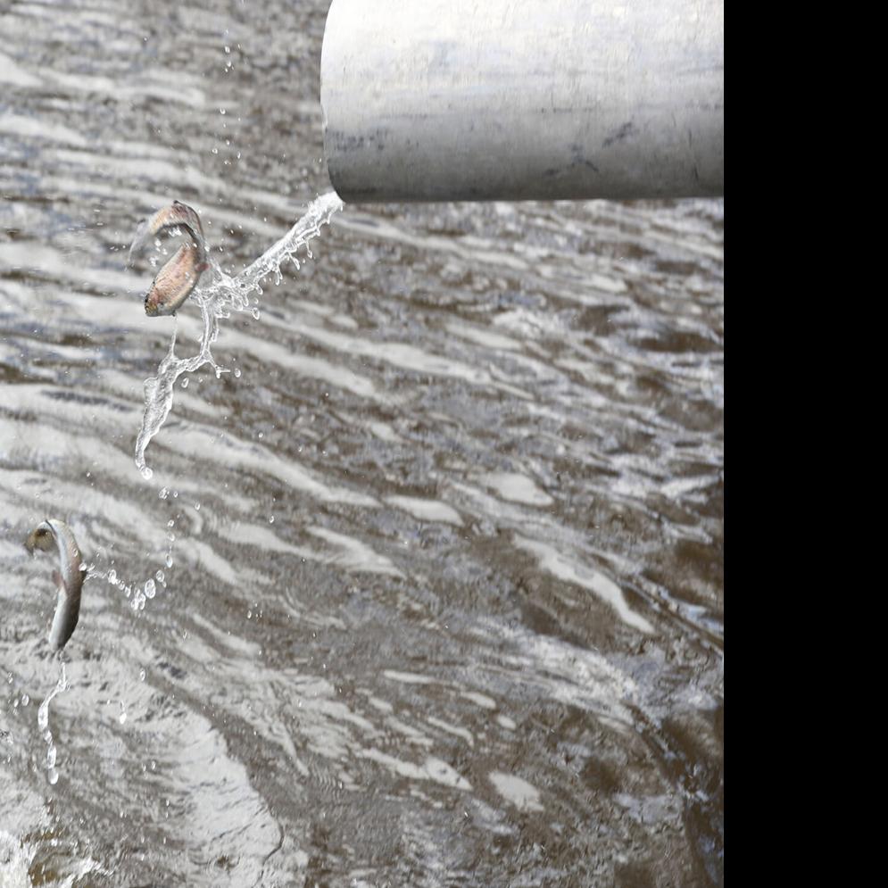 Reel Time Suck S Lake Gets Rainbow Trout Stocking For Spring Fishing Grand Island Local News Theindependent Com