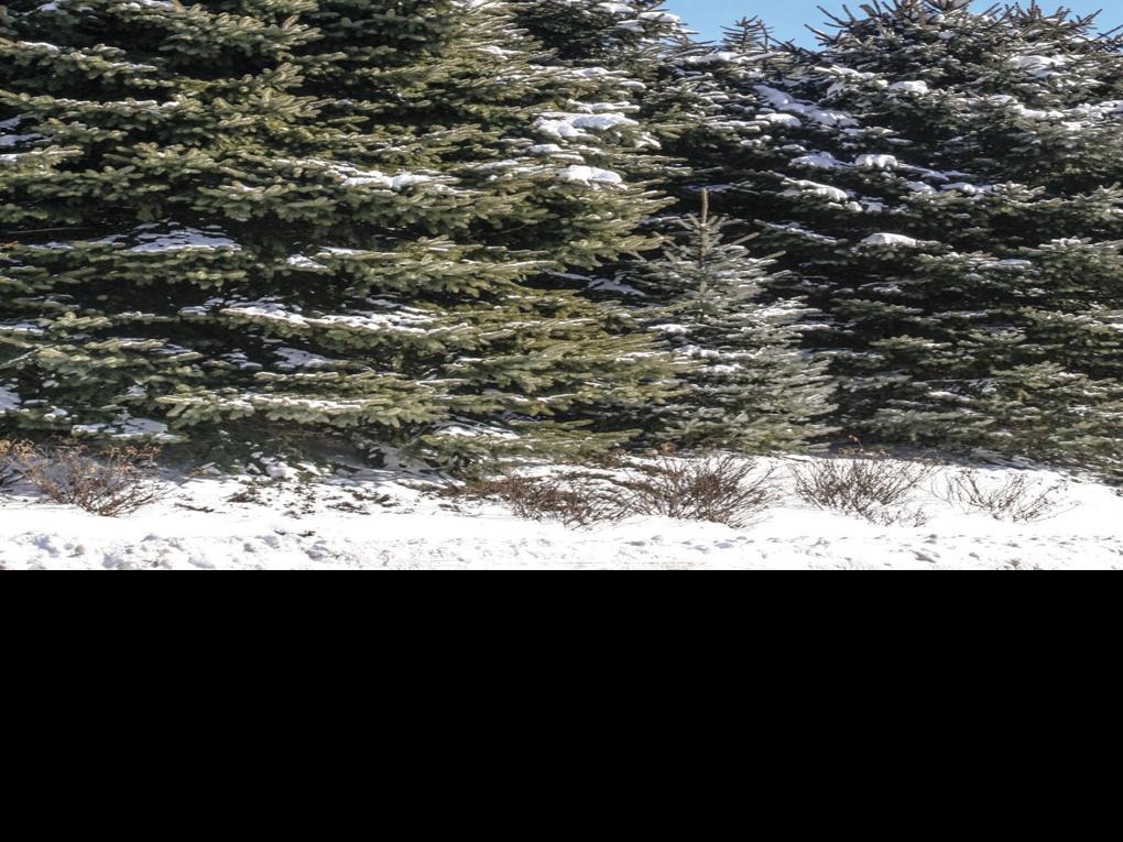Don T Forget To Water Your Trees This Winter Local News
