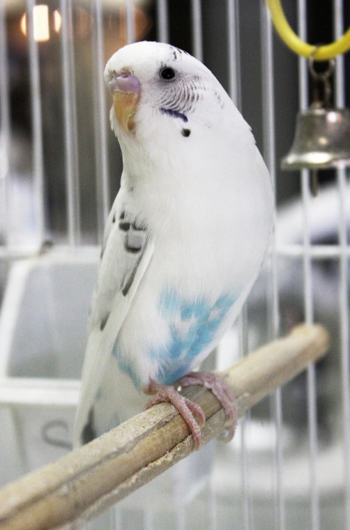 blue white parakeet