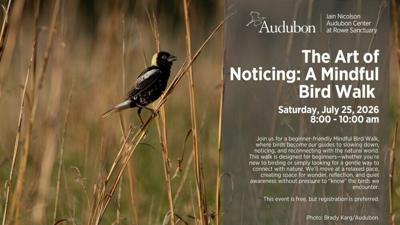 A Mindful Bird Walk