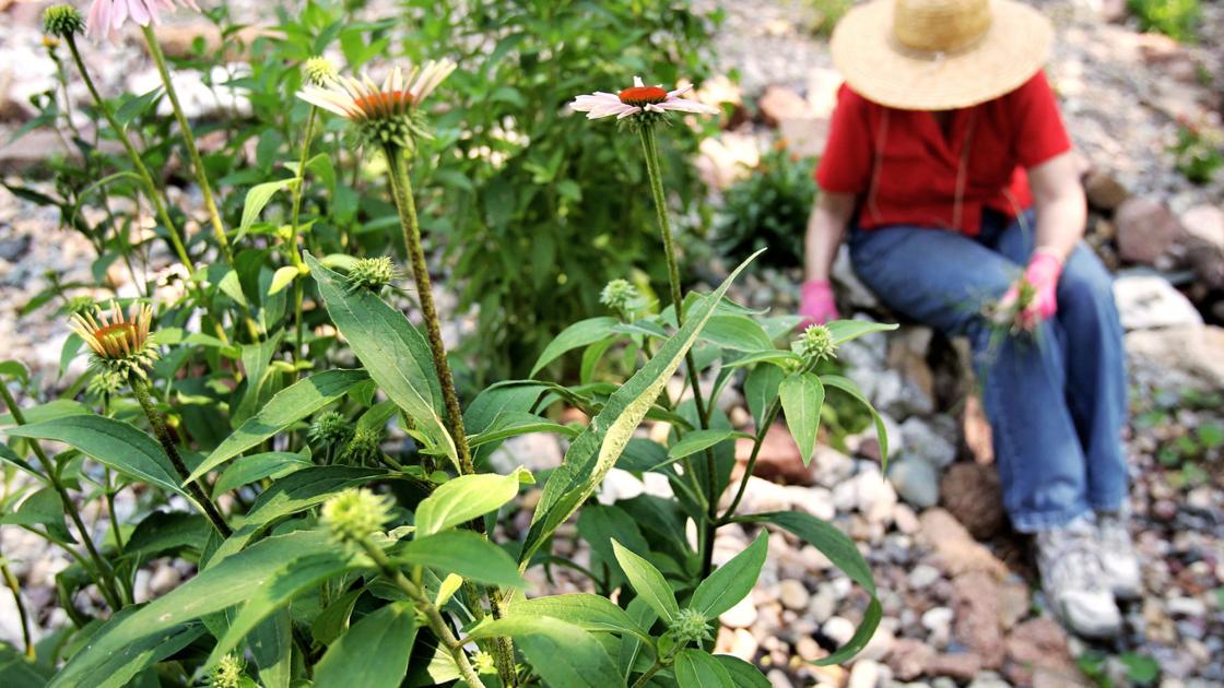 Curiosity continues to develop for house gardening and landscaping | Grand Island Native Information
