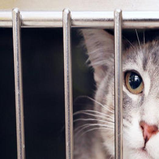 Cats And Kittens In Major Abundance At Humane Society Sale Aims