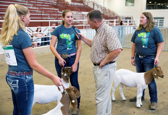 Goats A Popular 4 H Project At Hall County Fair Grand Island Local