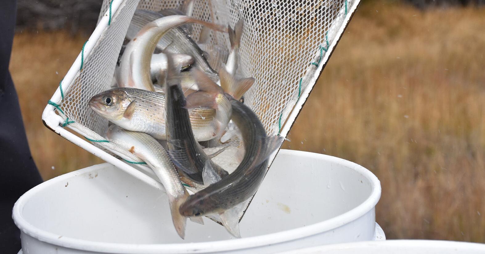 Could ESA protections help struggling grayling populations? - Vimarsana News