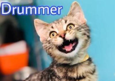 Adoptables Update Of Featured Cats And Dogs At The Central