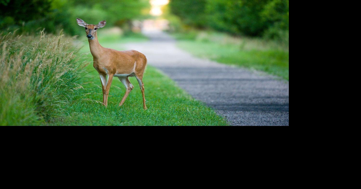 With Nebraska deer season numbers down, changes are likely coming