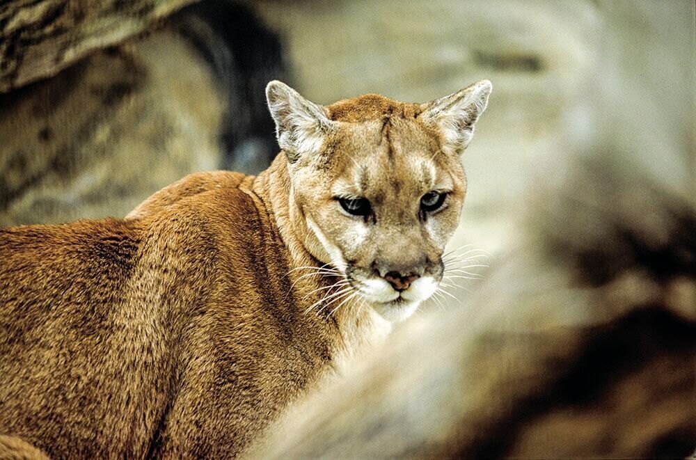 Nebraska mountain lion lottery applications to open in November