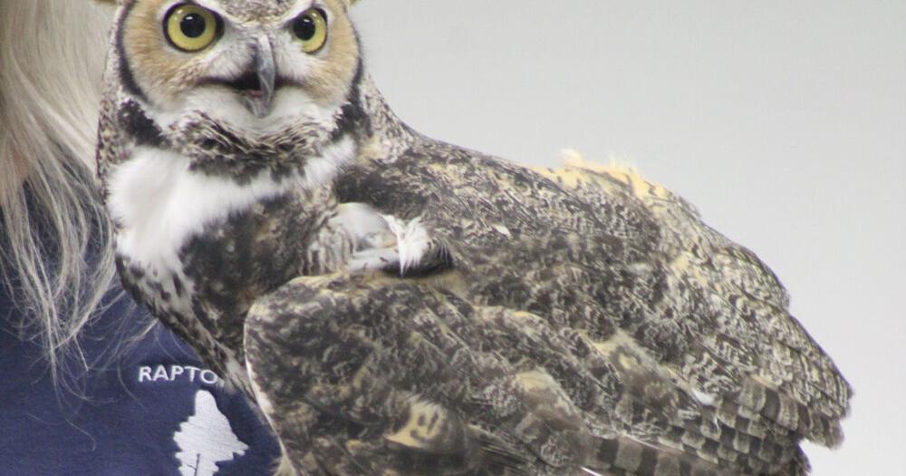 Library's Mega Monday program to feature live raptors - Vimarsana News