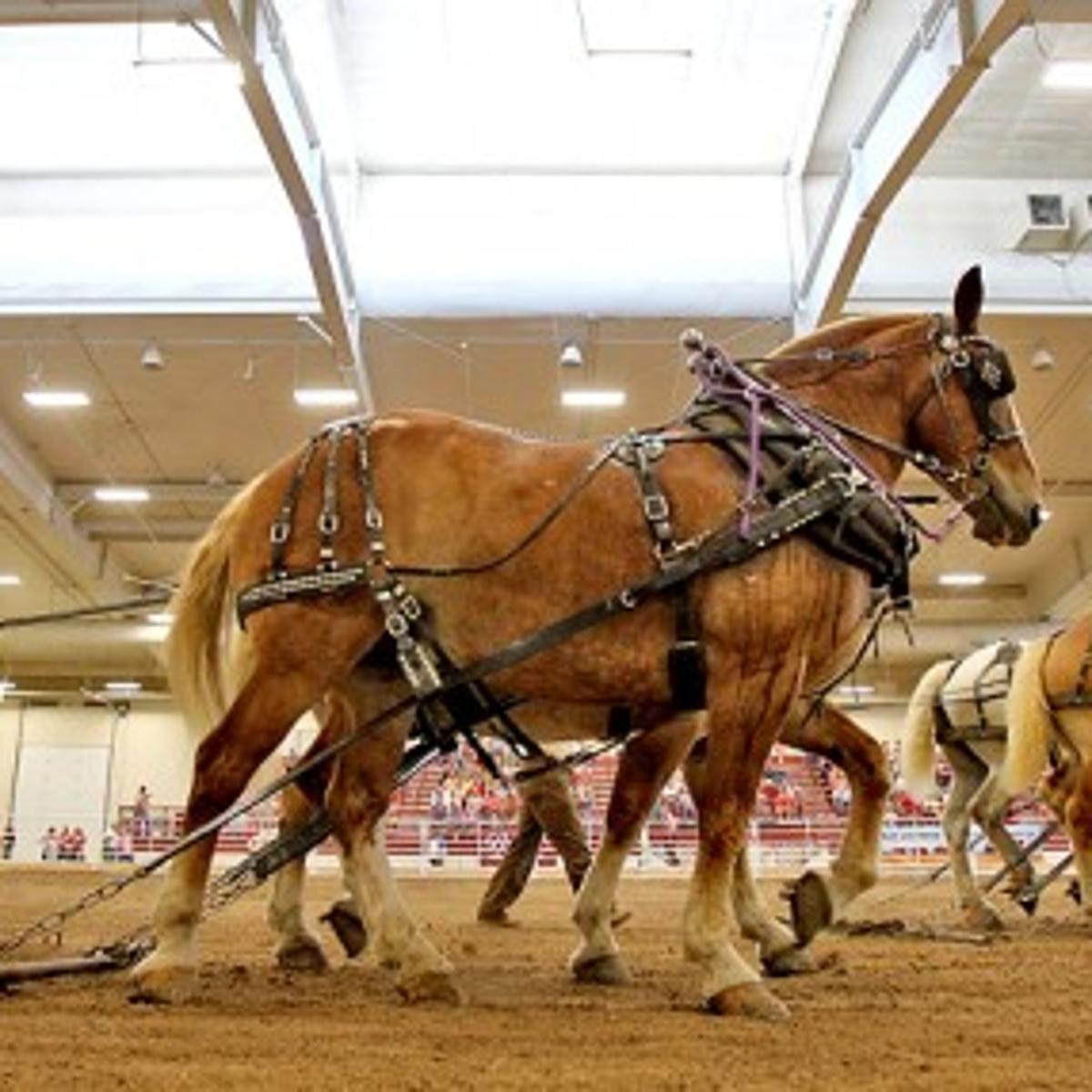 Extra Night Of Draft Horses Added To State Fair Schedule Grand Island Local News Theindependent Com