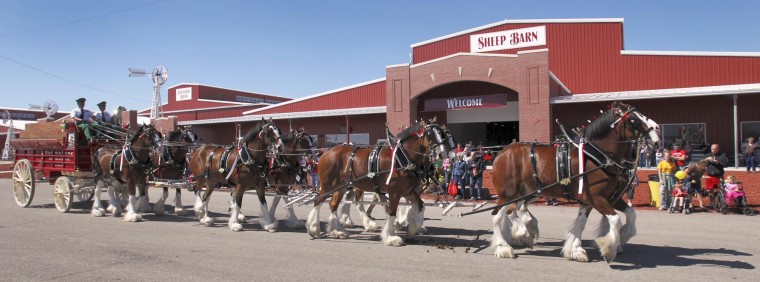 It Takes A Certain Type Of Clydesdale To Pull A Beer Wagon