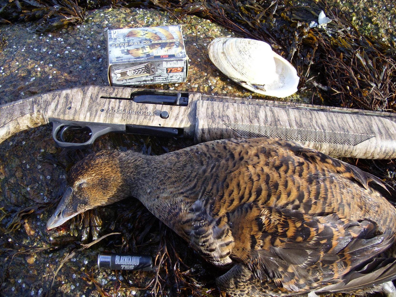 Outdoors Maine Sea Ducks Expand Horizons Local Sports Theindependent Com