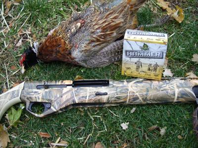 Late Season Pheasants Aren T Easy Local Sports Theindependent Com