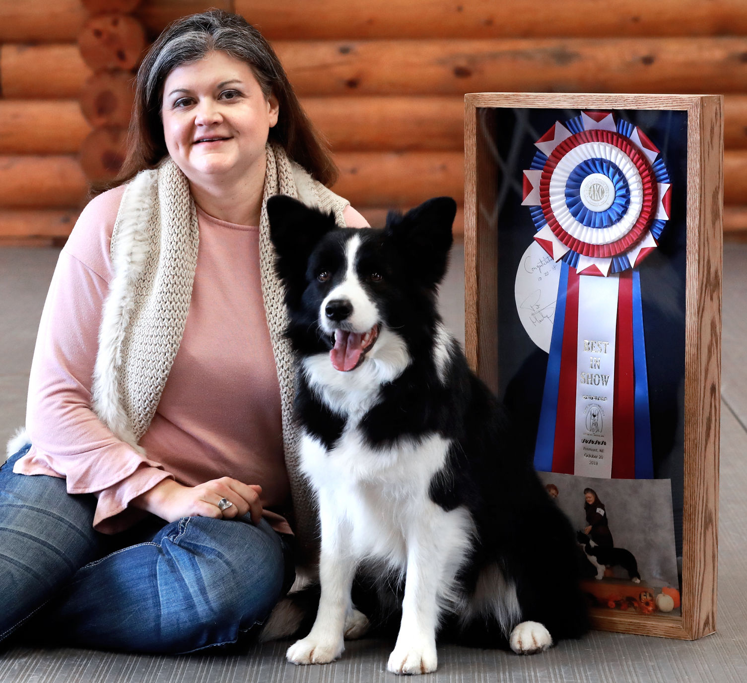 border collie show dog