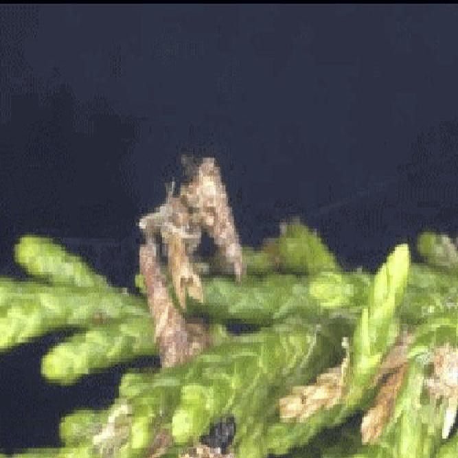 Bagworms Making Their Presence Known Local News Theindependent Com