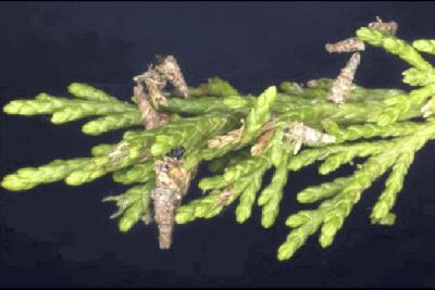 Bagworms Making Their Presence Known Local News Theindependent Com