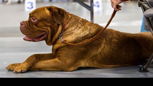 Akc Show The Day Of The 345 Dogs Local News Theindependent Com