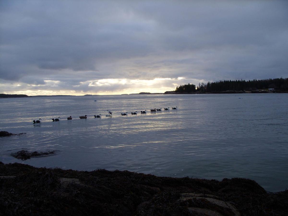 Outdoors Maine Sea Ducks Expand Horizons Local Sports Theindependent Com