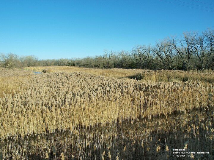 Weeds program assessment approved, grant application will be made to survey infestations