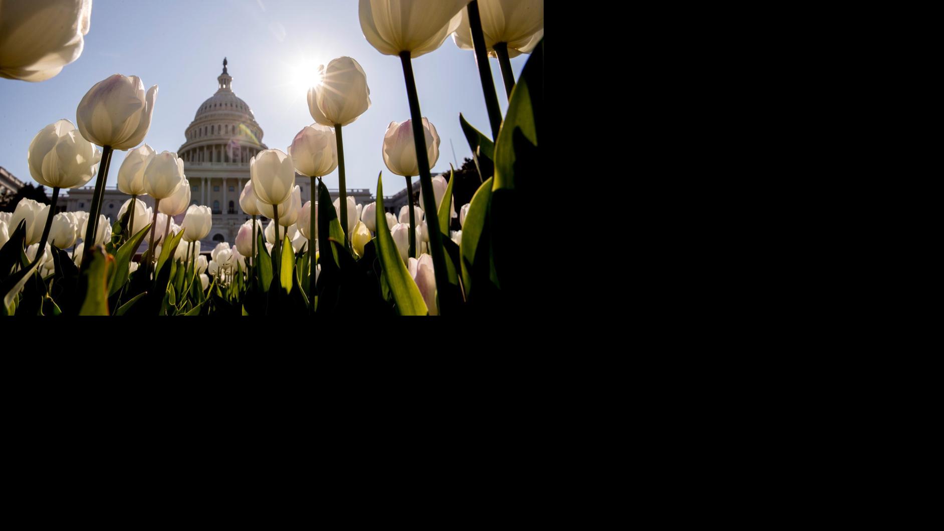 Coronavirus Morning Update White House Congress Talk Up