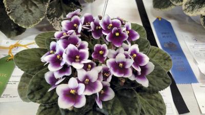 Houseplants Do More Than Look Pretty Local News Theindependent Com
