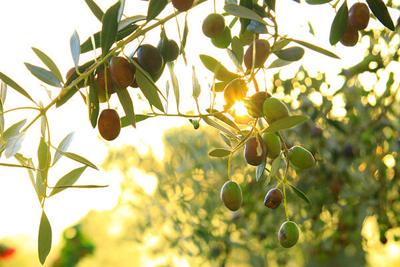 What Does the Olive Symbolize?
