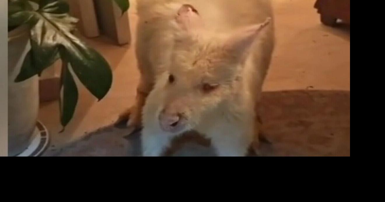 Stolen Albino Kangaroo Found in Tel Aviv Flat