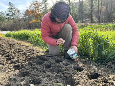 Jewish Gardening in Cheshvan: Garlic Folklore and New Beginnings