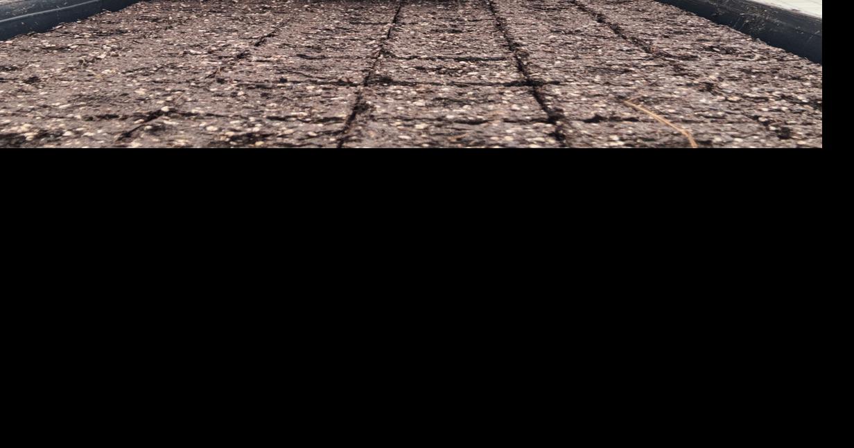 Passover and Gardening: Lessons of Growth