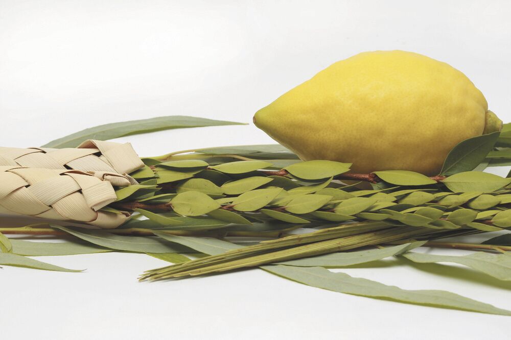 Why Is the Sukkah Covered With Plant Material (Schach)? 