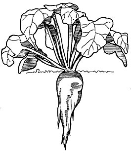 Sugar beet