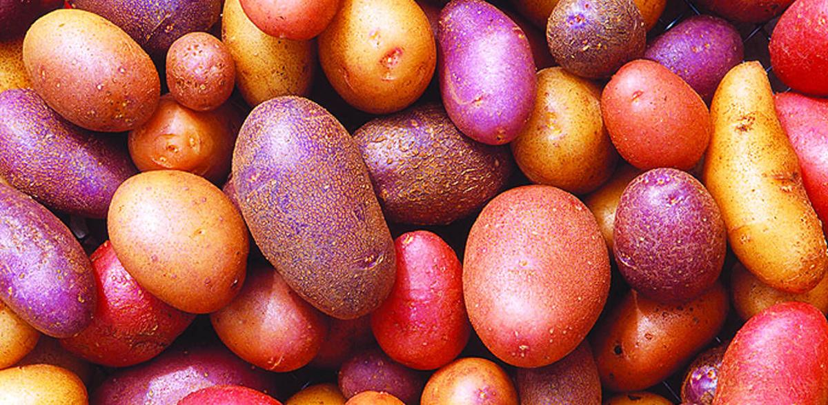 Minnesota farmers grow certified seed potatoes News