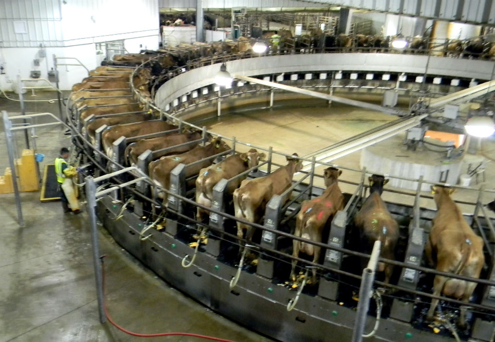 Dairy tour highlights milking, animal health News